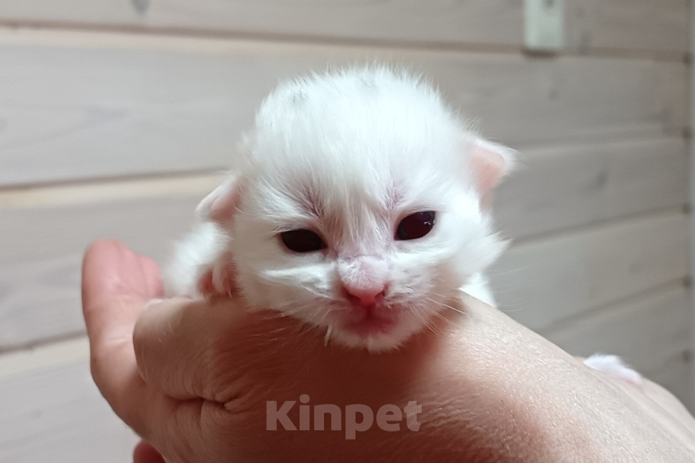 Кошки в Санкт-Петербурге: Сибирский клубный котенок с документами и вакцинациями Девочка, Бесплатно - фото 2