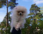 Собаки в Москве: Белый мини мальчик Мальчик, 30 000 руб. - фото 2