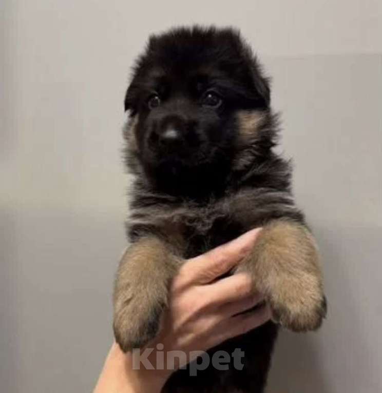 Собаки в Екатеринбурге: Щенки немецкой овчарки Разнополые, Бесплатно - фото 7