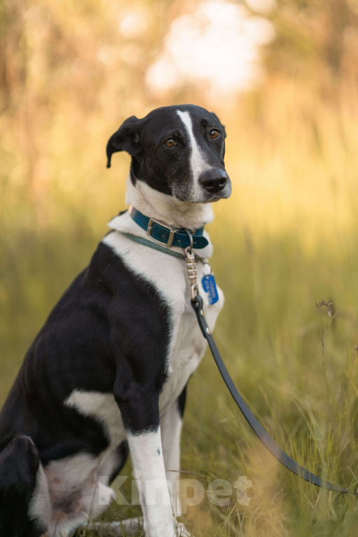 Собаки в Балашихе: Тихону нужен не просто дом, а новая история. Мальчик, Бесплатно - фото 5