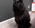 Кошки в Москве: Ищем дом для черной кошечки  Девочка, Бесплатно - фото 3