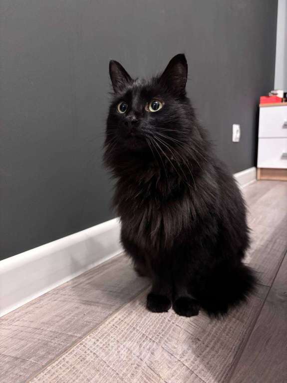 Кошки в Москве: Ищем дом для черной кошечки  Девочка, Бесплатно - фото 3