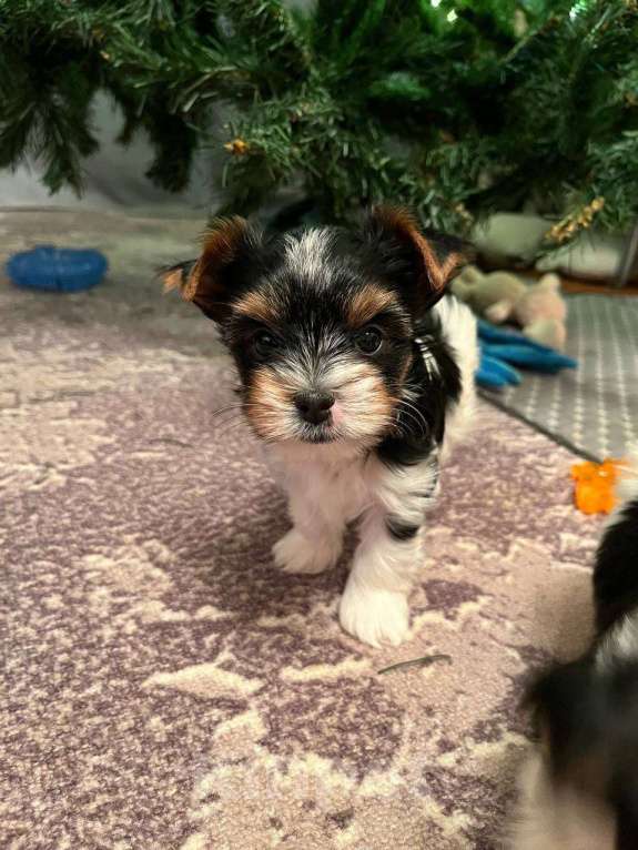 Собаки в Вологде: Очень красивая девочка бивер терьер  Девочка, 120 000 руб. - фото 8