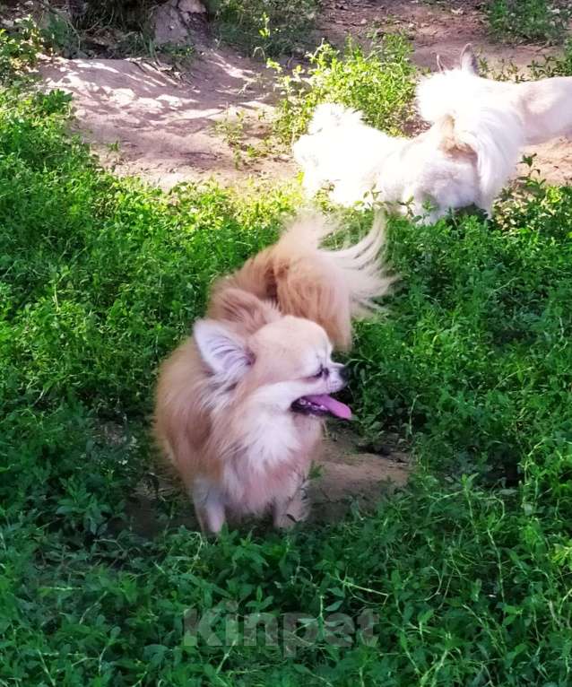 Собаки в Московском: красивый чихуахуа дш кобель чемпион для вязки Москва Мальчик, 10 000 руб. - фото 7