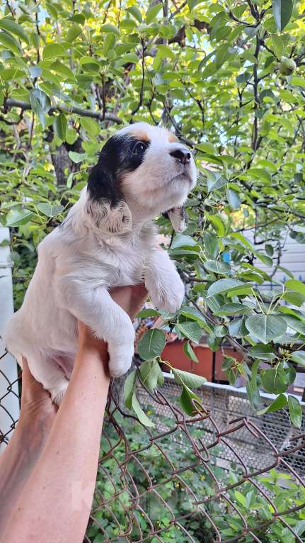 Собаки в Симферополе: Продажа. Русский охотничий спаниель Мальчик, Бесплатно - фото 5