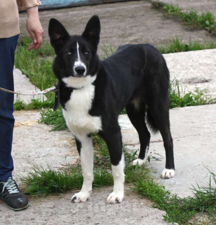 Собаки в Москве: Молоденький, верный Байкал надеется найти свою настоящую  семью Мальчик, Бесплатно - фото 3