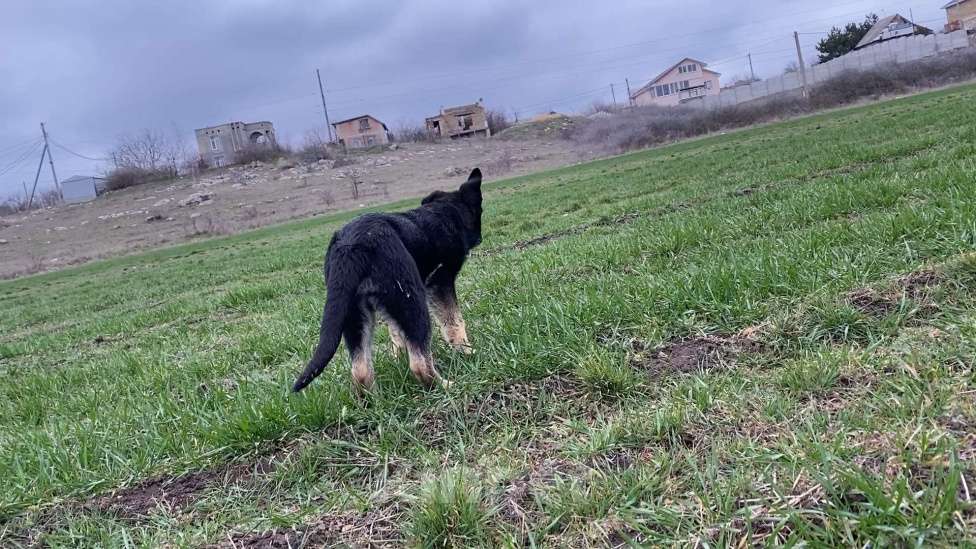 Собаки в других городах Крыма: Породистые щенки от чемпиона России Мальчик, 45 000 руб. - фото 9