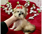 Собаки в Москве: Мини йорк золотая девочка бэби фейс Девочка, 80 000 руб. - фото 9