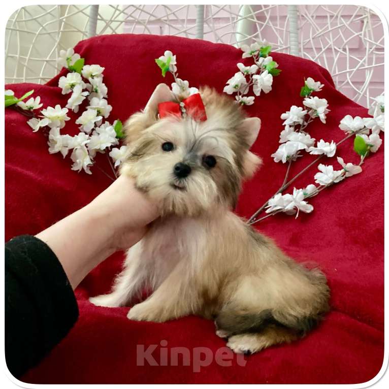 Собаки в Москве: Мини йорк золотая девочка бэби фейс Девочка, 80 000 руб. - фото 9