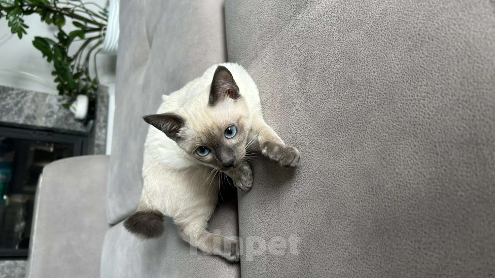 Кошки в Москве: Котята меконгского бобтейла Мальчик, Бесплатно - фото 2