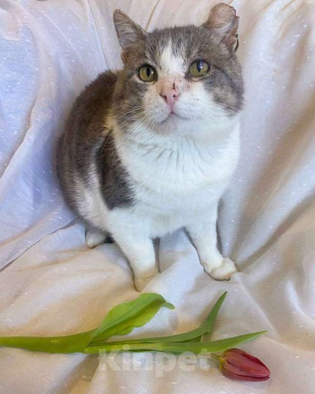 Кошки в Москве: Брутальный красавец Миша ищет дом! Мальчик, Бесплатно - фото 3