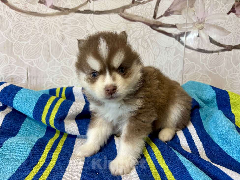 Собаки в Санкт-Петербурге: Щенок Малая Сибирская Собака Хапика Мальчик, Бесплатно - фото 2