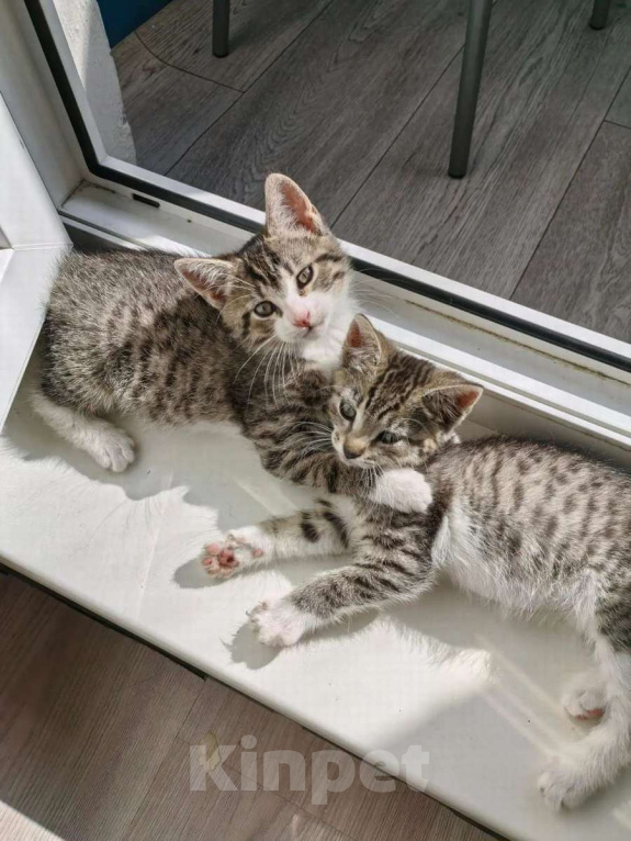 Кошки в Санкт-Петербурге: Очаровательные котята ищут дом! Девочка, Бесплатно - фото 2