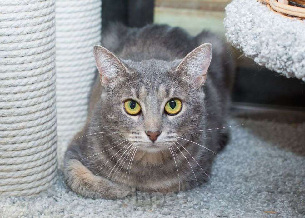 Кошки в Москве: Кошечка с редким мраморным окрасом ищет добрых и любящих котородителей! Девочка, Бесплатно - фото 2