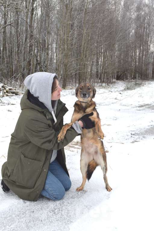 Собаки в Москве: Маленькая собачка из приюта в добрые руки Девочка, Бесплатно - фото 6