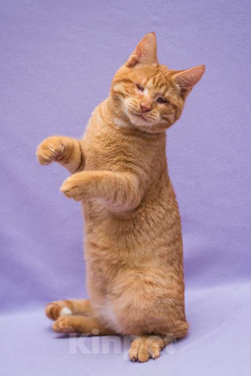 Кошки в Москве: Рыжий Барсик, 7 мес Мальчик, Бесплатно - фото 5