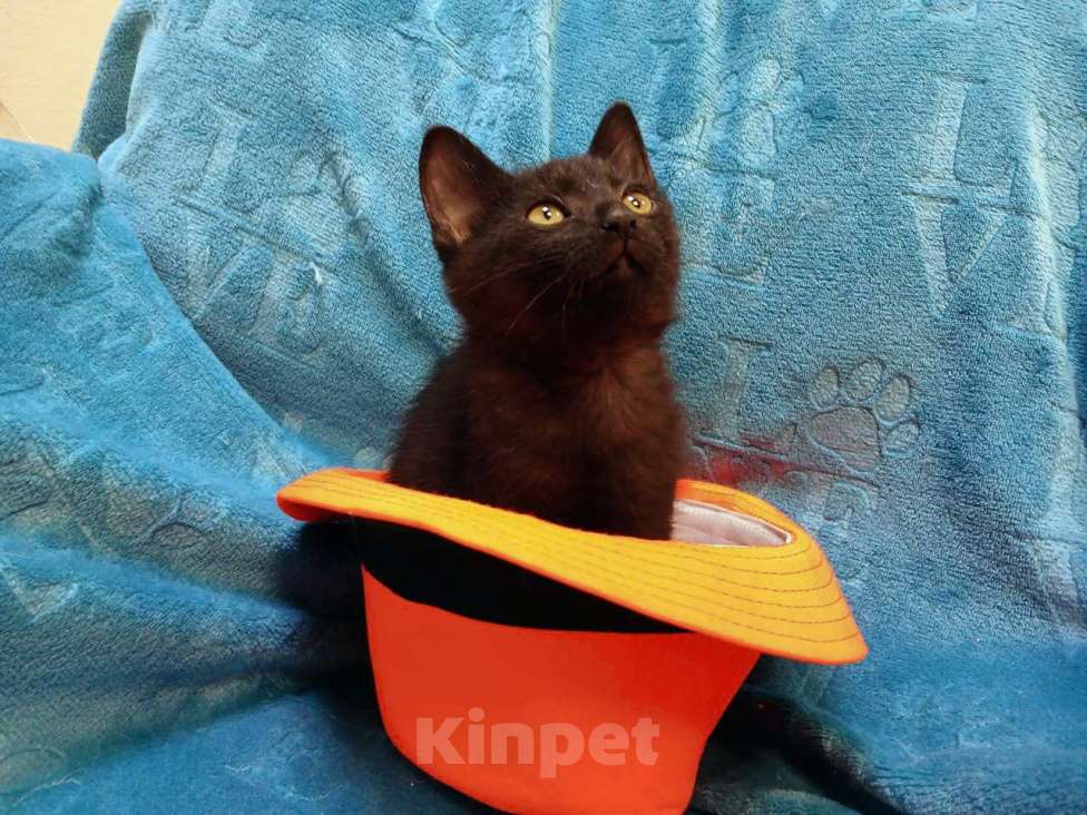 Кошки в Санкт-Петербурге: Черный игривый котёнок ищет дом Девочка, Бесплатно - фото 4