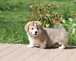 Собаки в Одинцово: Вельш Корги Пемброк Мальчик, 60 000 руб. - фото 5