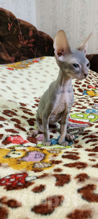 Кошки в Екатеринбурге: Котёнок донской сфинкс  Девочка, 16 000 руб. - фото 2
