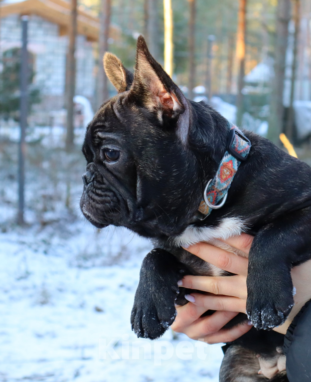 Собаки в Санкт-Петербурге: Девочка- красавица  Девочка, Бесплатно - фото 1