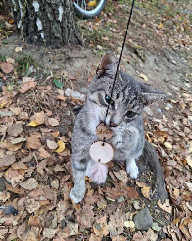 Кошки в Москве: Малыш ищет дом! Мальчик, Бесплатно - фото 7