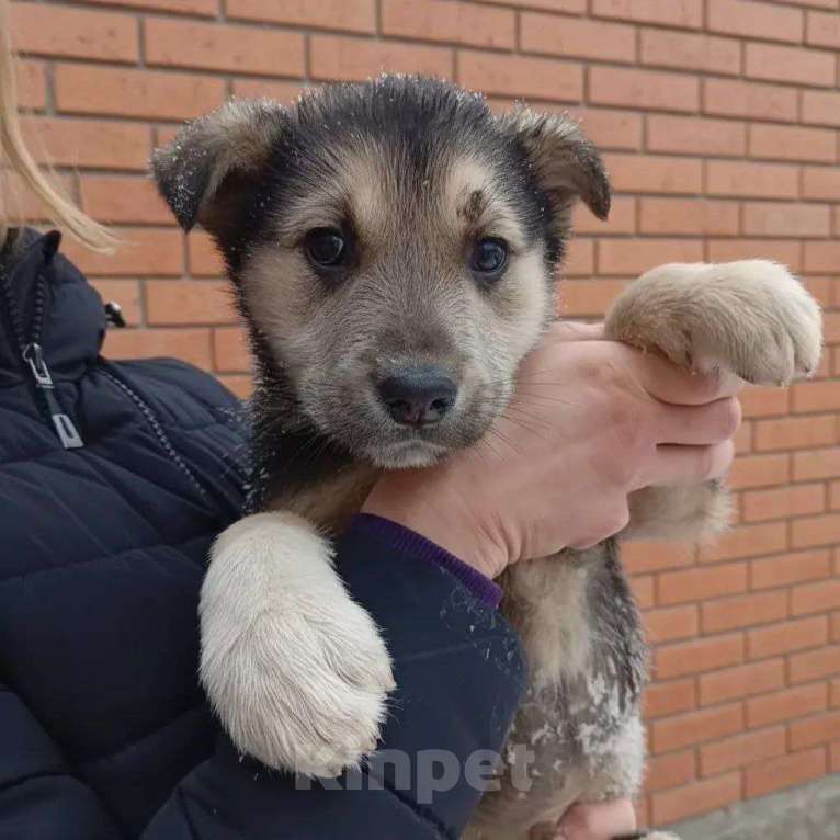 Собаки в Москве: Трогательные щеночки (2 мес.) срочно ищут дом Мальчик, Бесплатно - фото 2