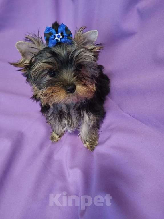 Собаки в Москве: Йоркширский терьер- верный друг на всю жизнь Мальчик, 35 000 руб. - фото 2