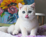 Кошки в Москве: Роскошный серебристый мальчик Мальчик, 30 000 руб. - фото 1