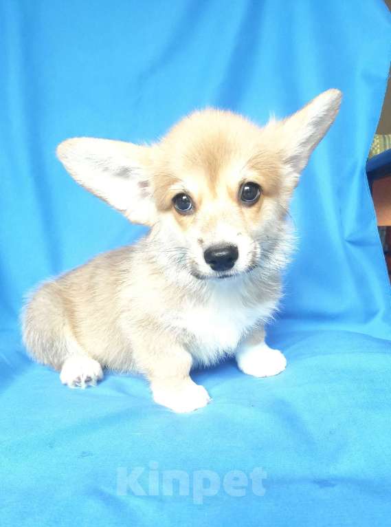 Собаки в Москве: вельш корги пемброк мальчик Мальчик, 35 000 руб. - фото 3