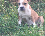 Собаки в Краснодаре: Предлагаем щенков Американского стаффордширского терьера Девочка, 30 000 руб. - фото 3