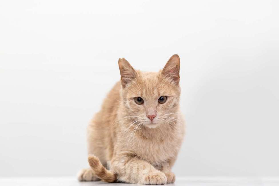 Кошки в Москве: Персик Мальчик, Бесплатно - фото 2