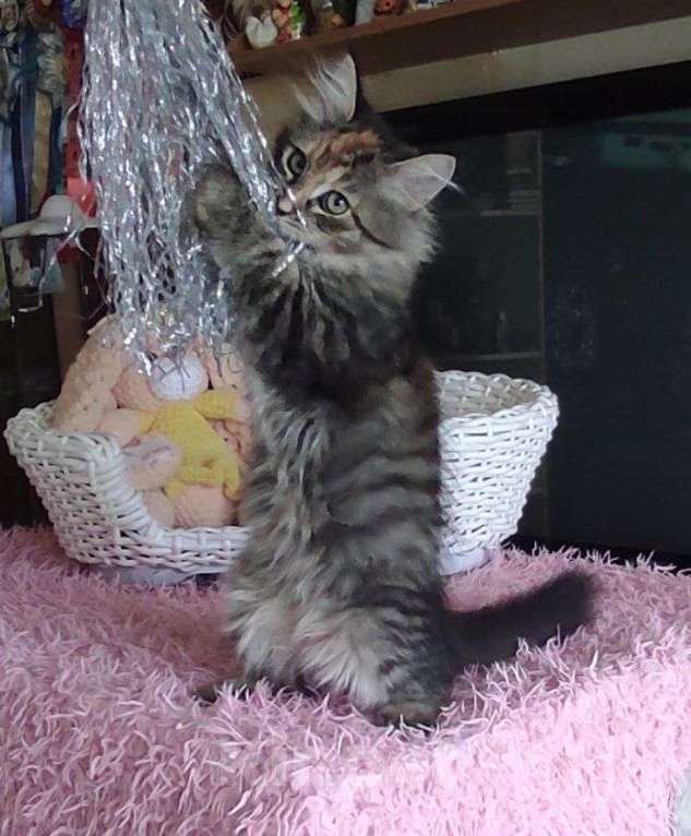 Кошки в Новосибирске: Harley Quinn  Девочка, 70 000 руб. - фото 9