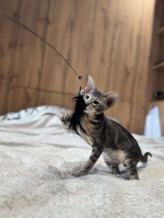 Кошки в Сочи: Ориентальный котёнок Мальчик, 30 000 руб. - фото 2