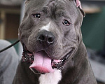 Собаки в Мурманске: Американский булли Девочка, Бесплатно - фото 7
