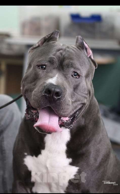 Собаки в Мурманске: Американский булли Девочка, Бесплатно - фото 7