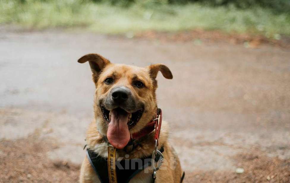 Собаки в Москве: Дружелюбный пес-компаньон Рэм ищет дом!  Мальчик, Бесплатно - фото 5