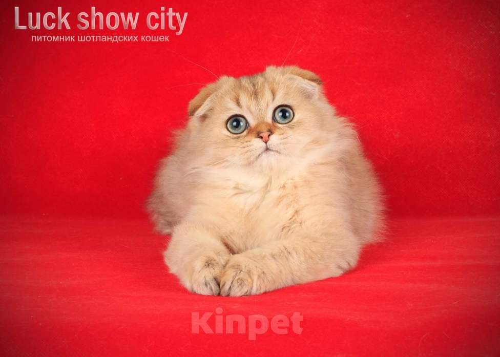 Кошки в Санкт-Петербурге: Золотой хайленд фолд Мальчик, 35 000 руб. - фото 2