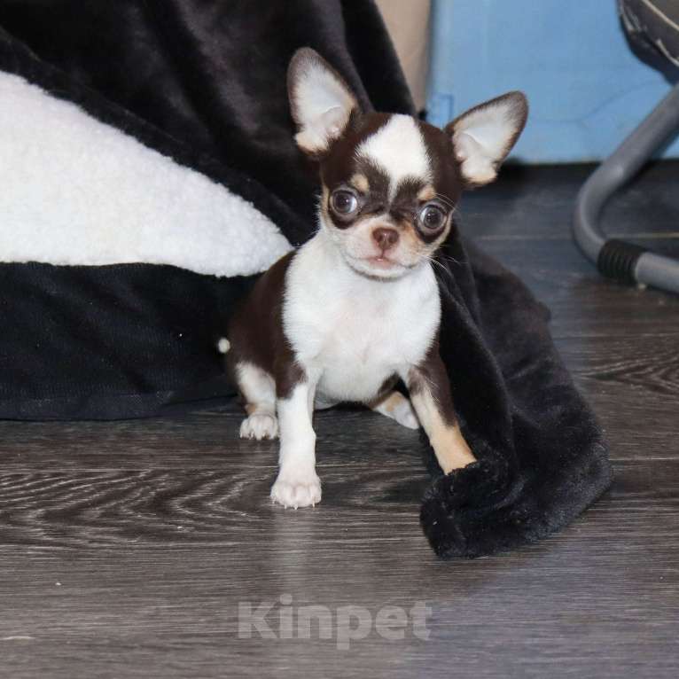 Собаки в Москве: Шоколадка. Девочка чихуахуа Девочка, 65 000 руб. - фото 5