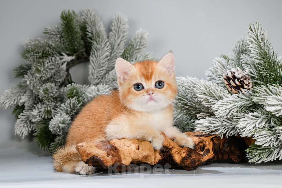 Кошки в Москве: Британские котята. Красивый подарок на 8 Марта Мальчик, Бесплатно - фото 7