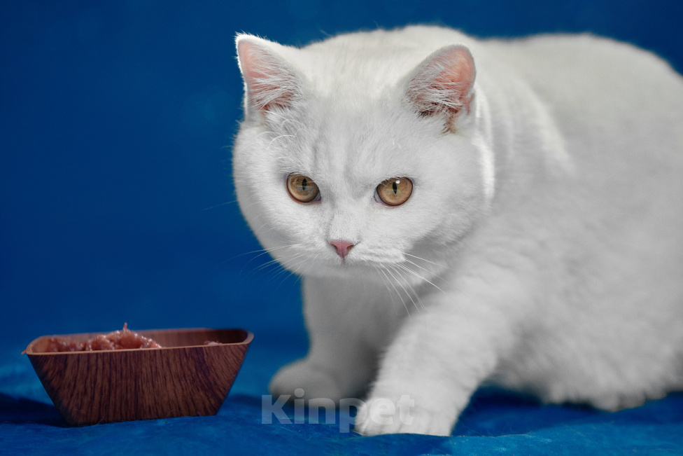 Кошки в Магнитогорске: Bueno Marshmallow Мальчик, 30 000 руб. - фото 1