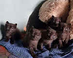 Кошки в Иркутске: одам в добрые руки  Мальчик, 1 руб. - фото 1