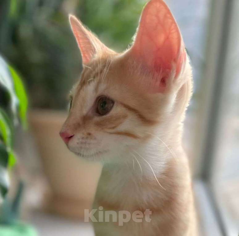 Кошки в Москве: Рыжего абиссинского котенка выкинули на улицу 🆘️ Срочный поиск дома Мальчик, Бесплатно - фото 3