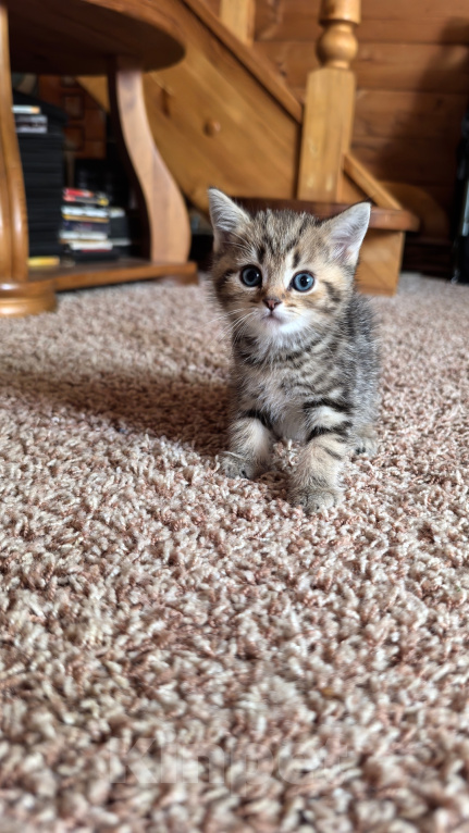 Кошки в других городах Московской области: Шотландские котята Разнополые, 5 000 руб. - фото 3