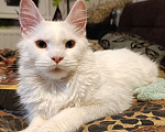 Кошки в Санкт-Петербурге: Белая девочка Девочка, 20 000 руб. - фото 2
