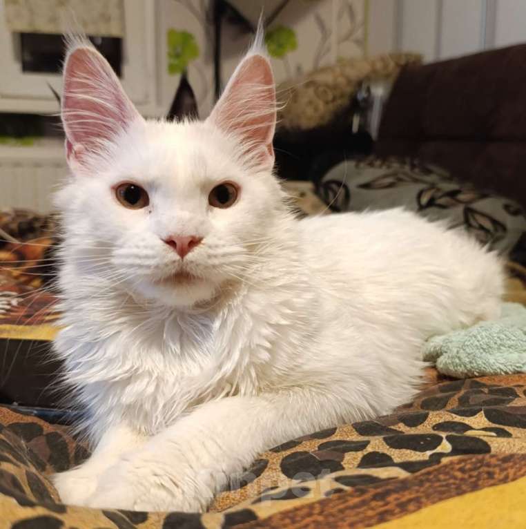 Кошки в Санкт-Петербурге: Белая девочка Девочка, 20 000 руб. - фото 2
