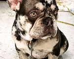 Собаки в других городах Московской области: Мраморный щенок французского бульдога Мальчик, 30 000 руб. - фото 2
