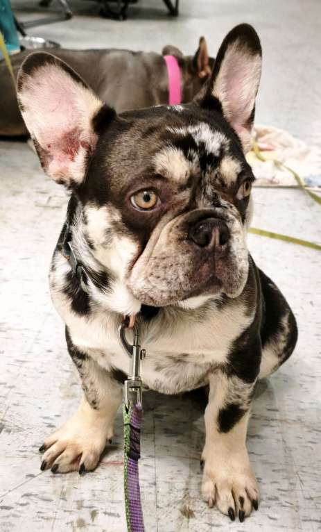 Собаки в других городах Московской области: Мраморный щенок французского бульдога Мальчик, 30 000 руб. - фото 2