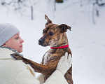 Собаки в Москве: Алано эспаньол Найта в добрые руки Девочка, Бесплатно - фото 7