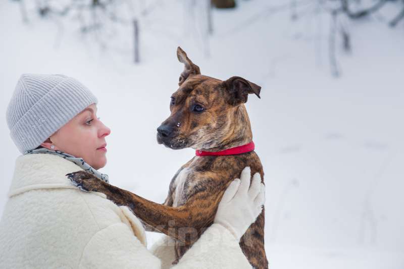 Собаки в Москве: Алано эспаньол Найта в добрые руки Девочка, Бесплатно - фото 7