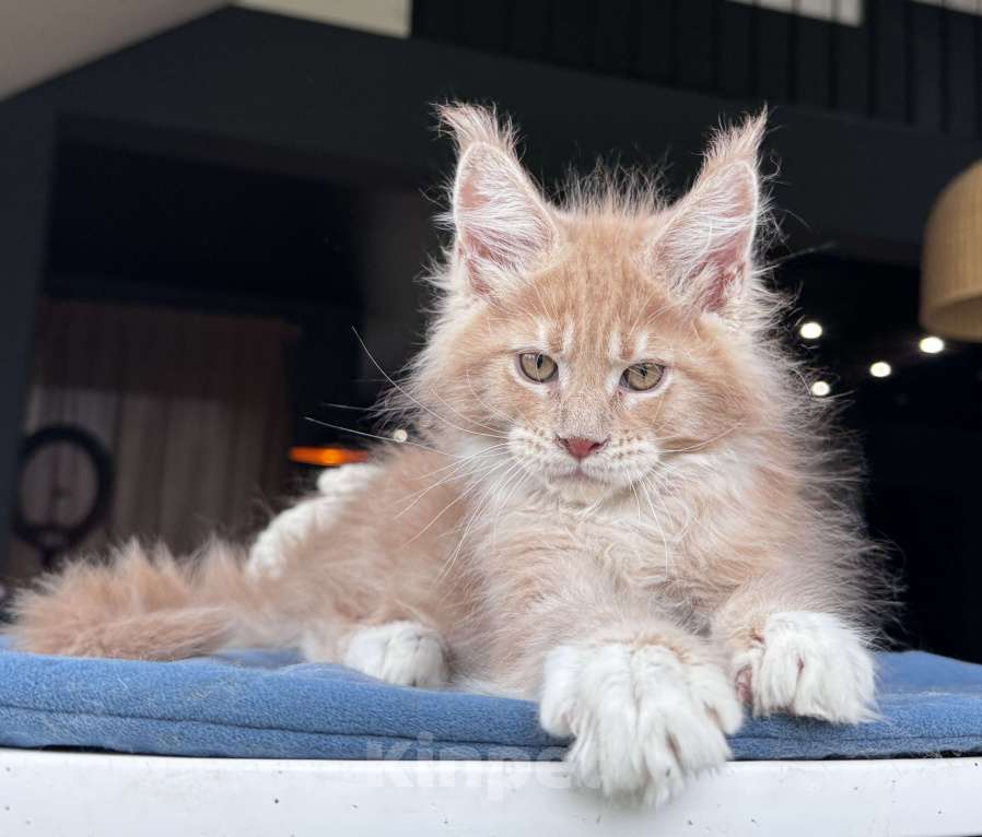 Кошки в Москве: Кот Мейн Кун Veyron Fletcher Мальчик, 100 000 руб. - фото 6